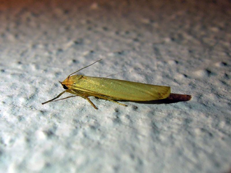 Eilema cfr. pygmaeola (Erebidae Arctiinae)